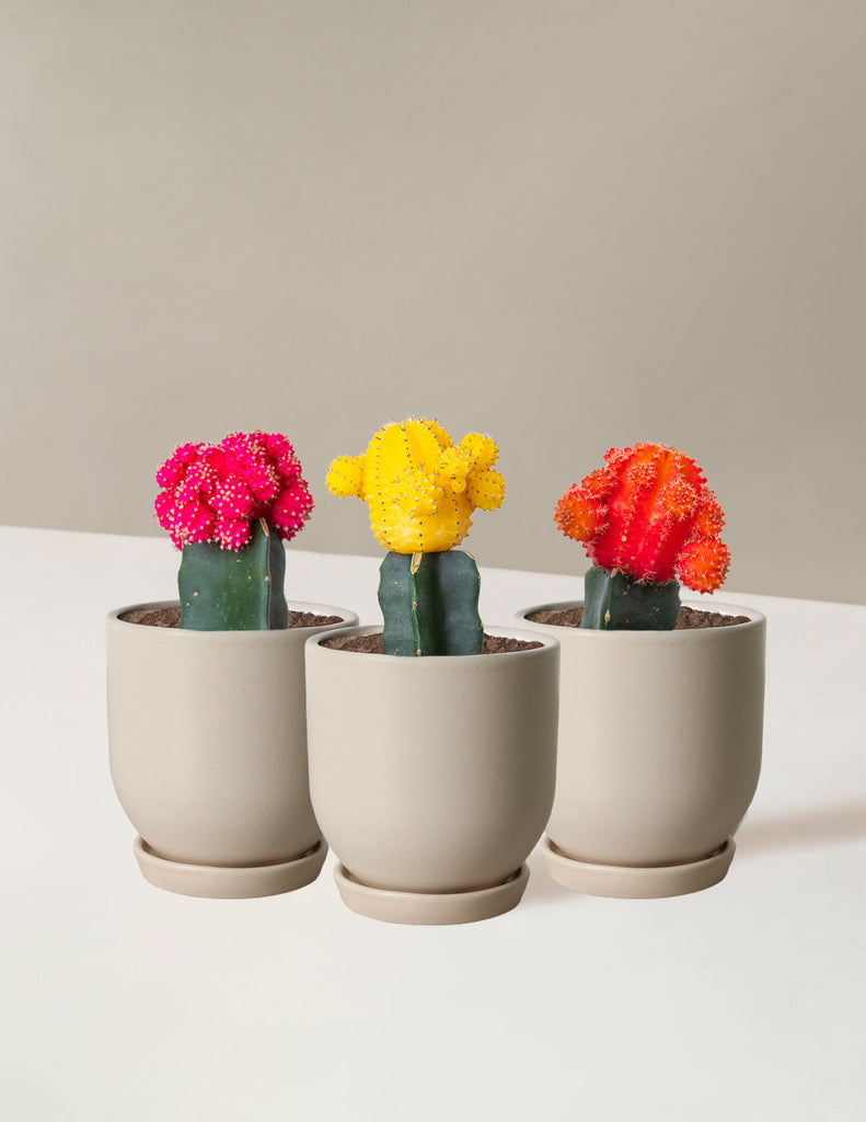 How to care for a Moon Cactus