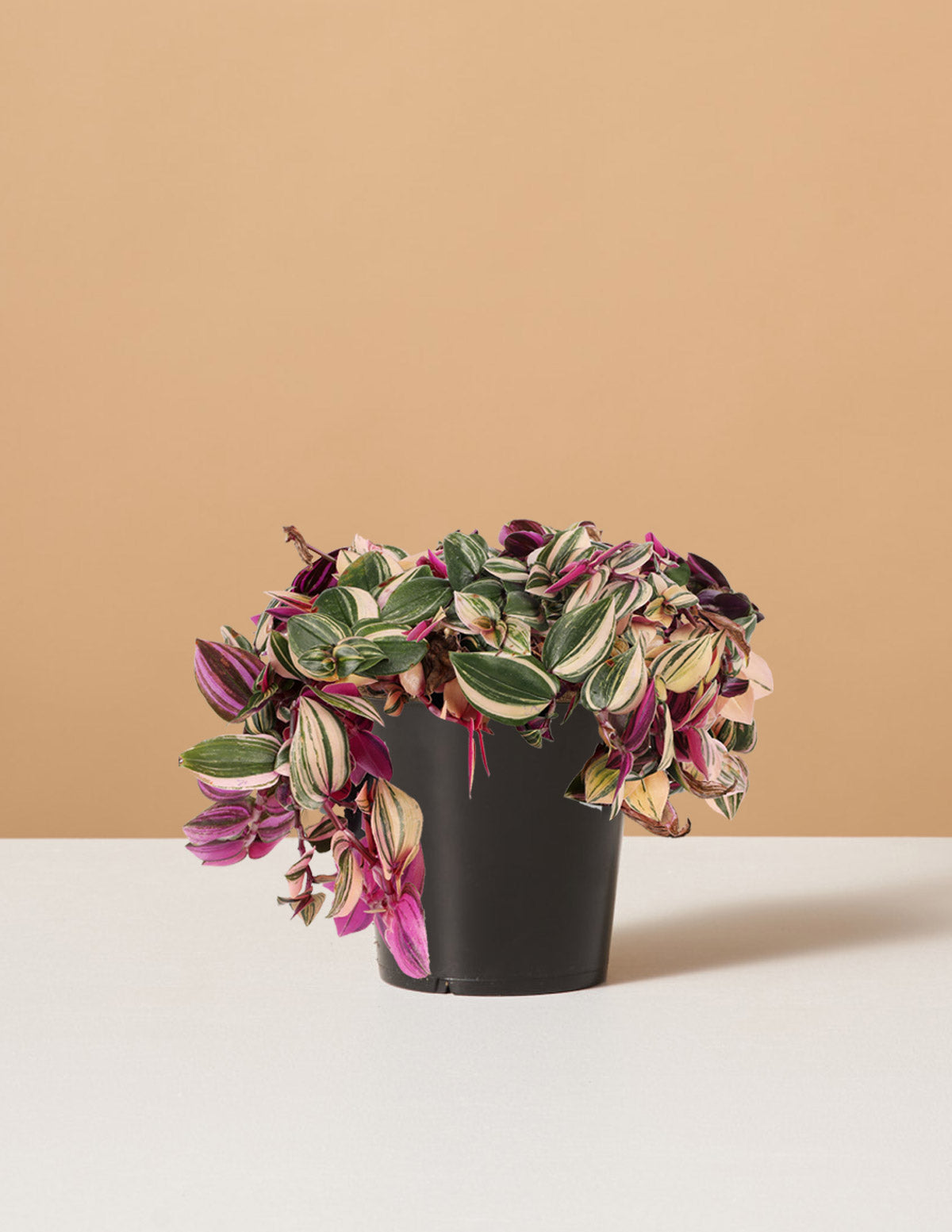 Tradescantia Quadricolor