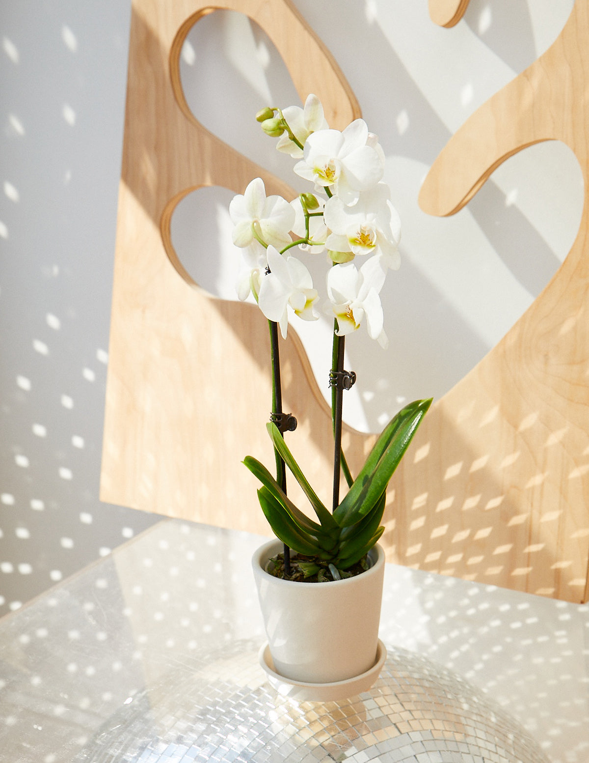 faux orchid plants Petite White Orchid Blooming Houseplant | Plants for Delivery