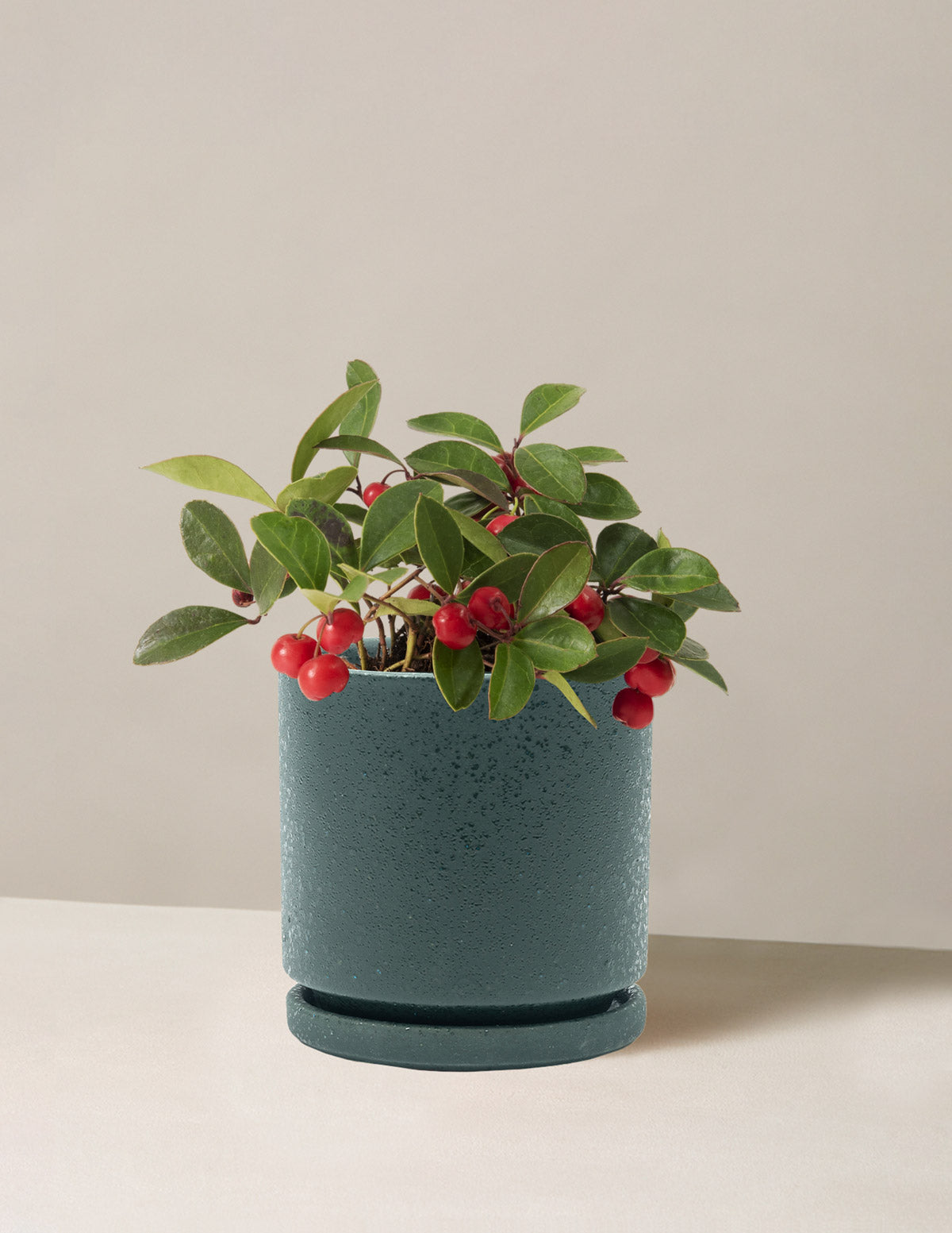 American Wintergreen