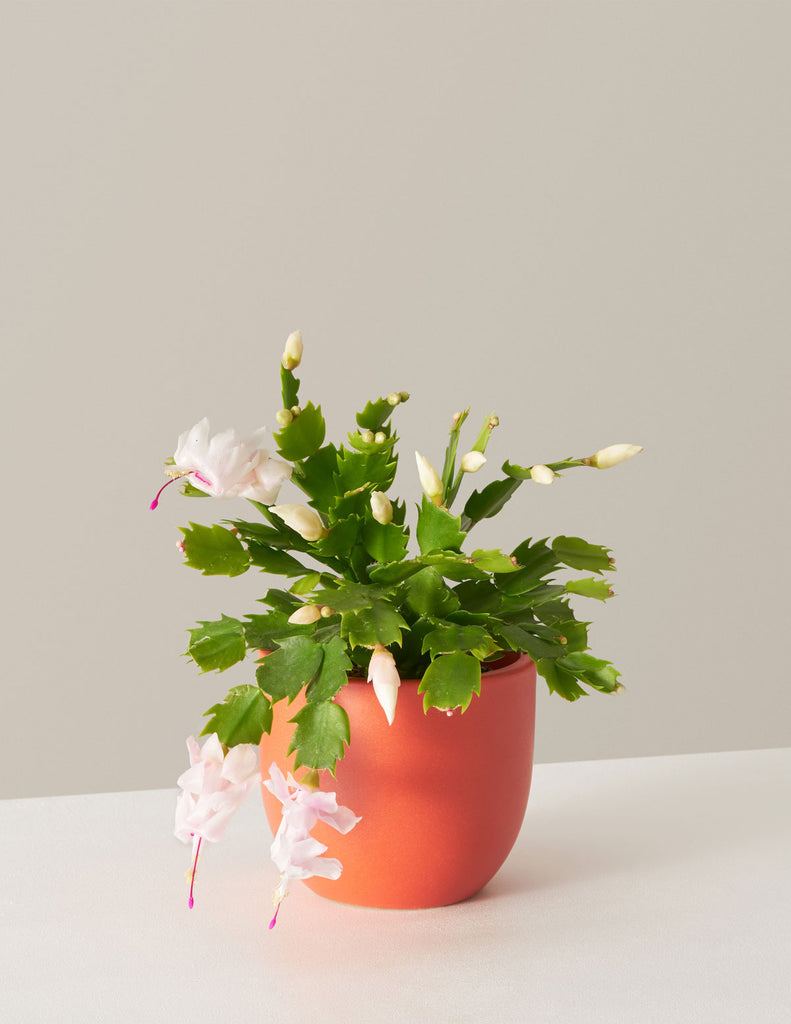 How to care for a Christmas Cactus