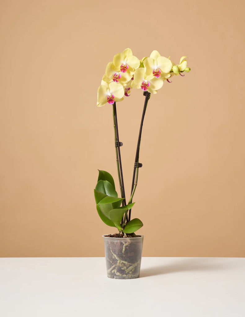 How to care for a Yellow Orchid