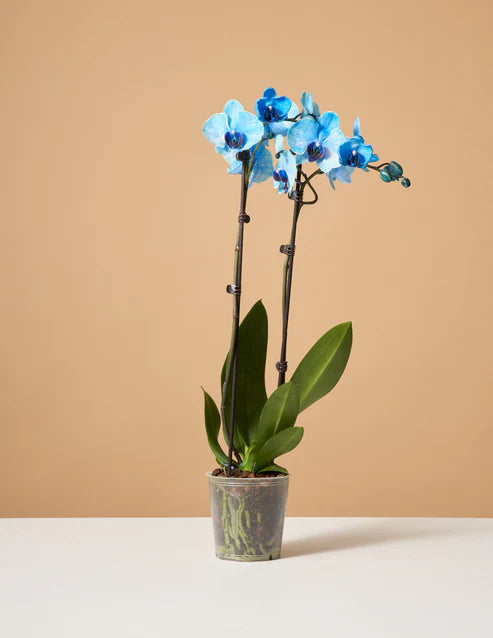 How to care for a Blue Watercolor Orchid