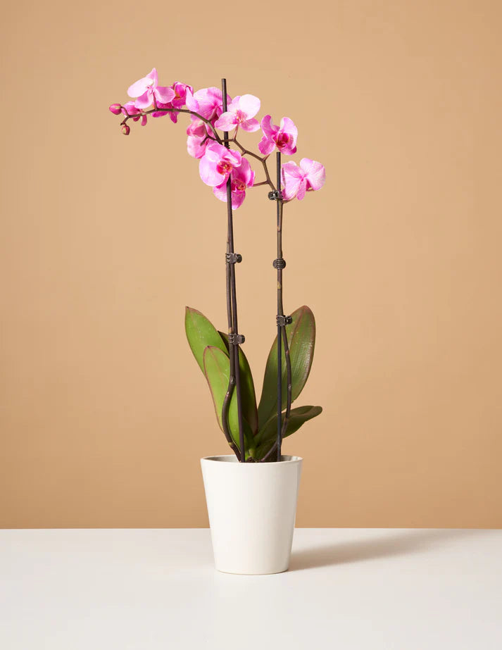 How to care for a Pink Watercolor Orchid