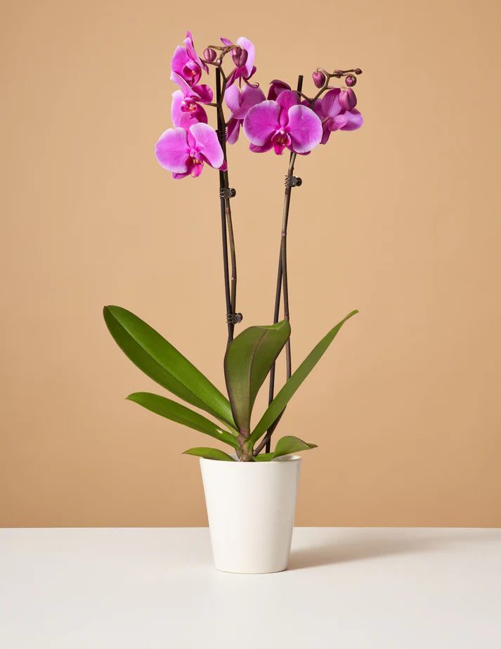 How to care for a Purple Orchid