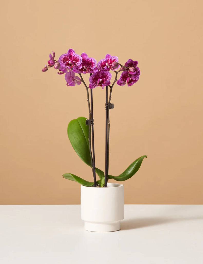 How to care for a Petite Purple Orchid
