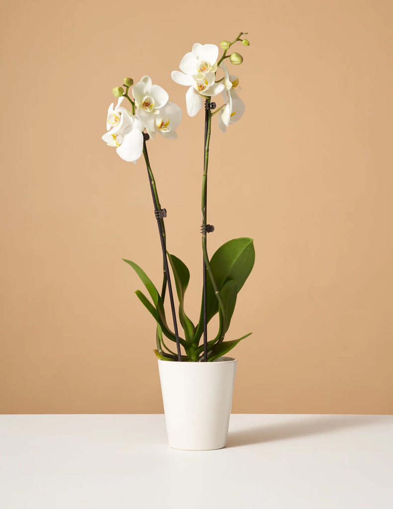 How to care for a White Orchid
