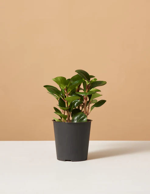 How to care for a Peperomia Obtipan Green