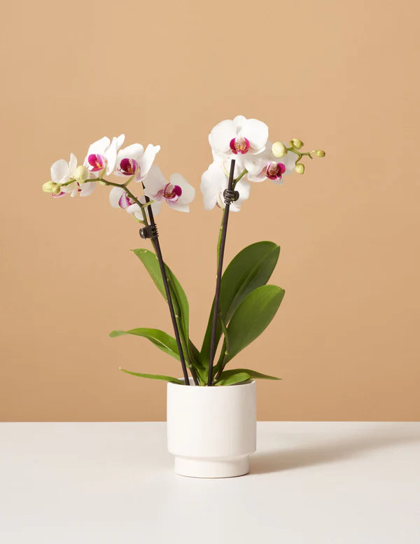 How to care for a Petite White Orchid