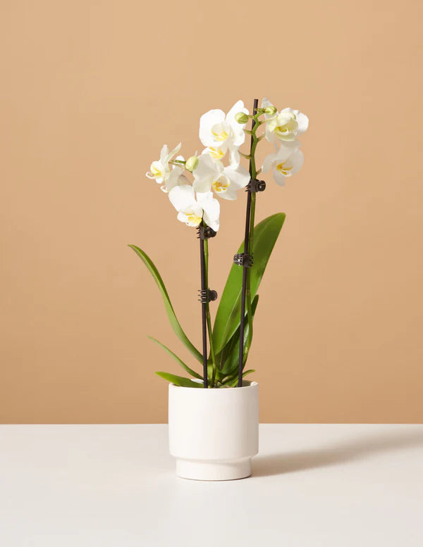 How to care for a Petite White Orchid with Yellow