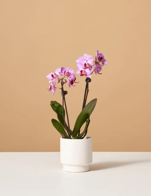 How to care for a Petite Pink Orchid