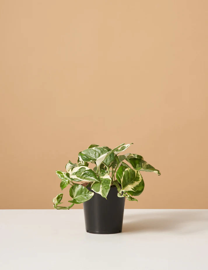 How to care for a Pothos NJoy