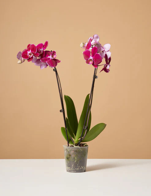 How to care for a Dark Purple Orchid
