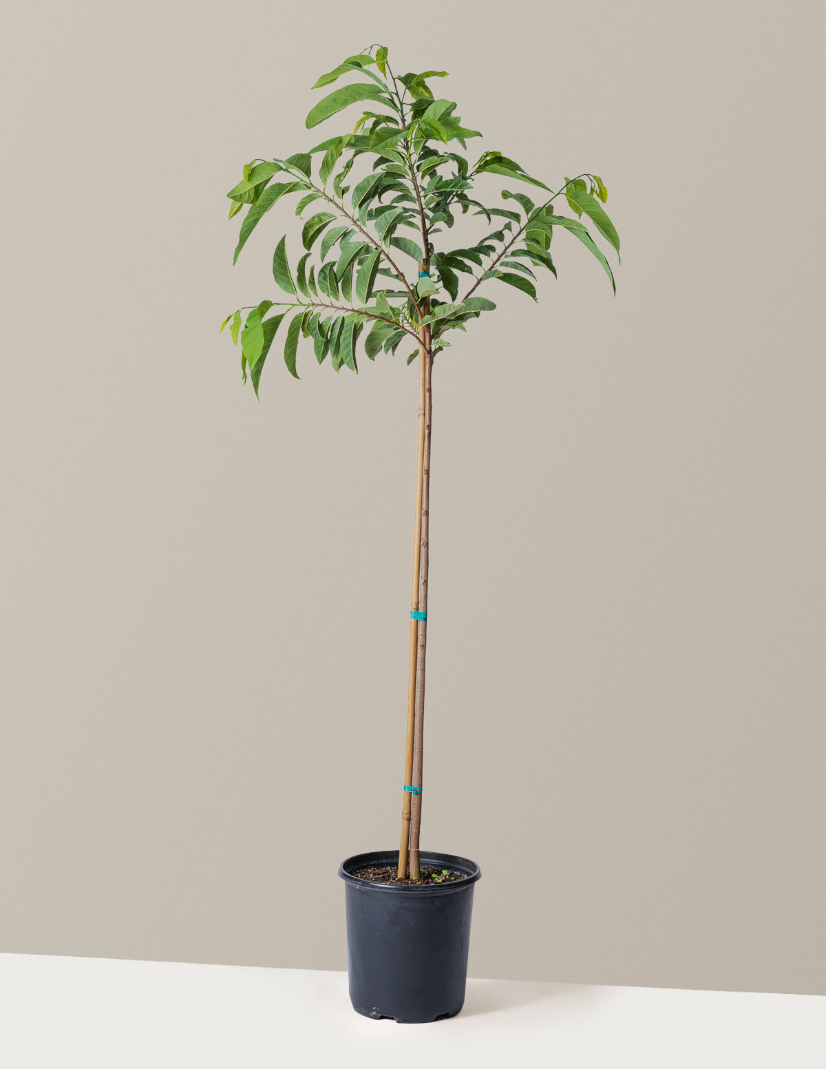 Sugar Apple Tree