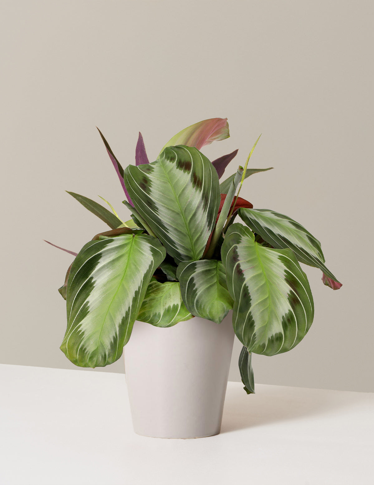Maranta Silver