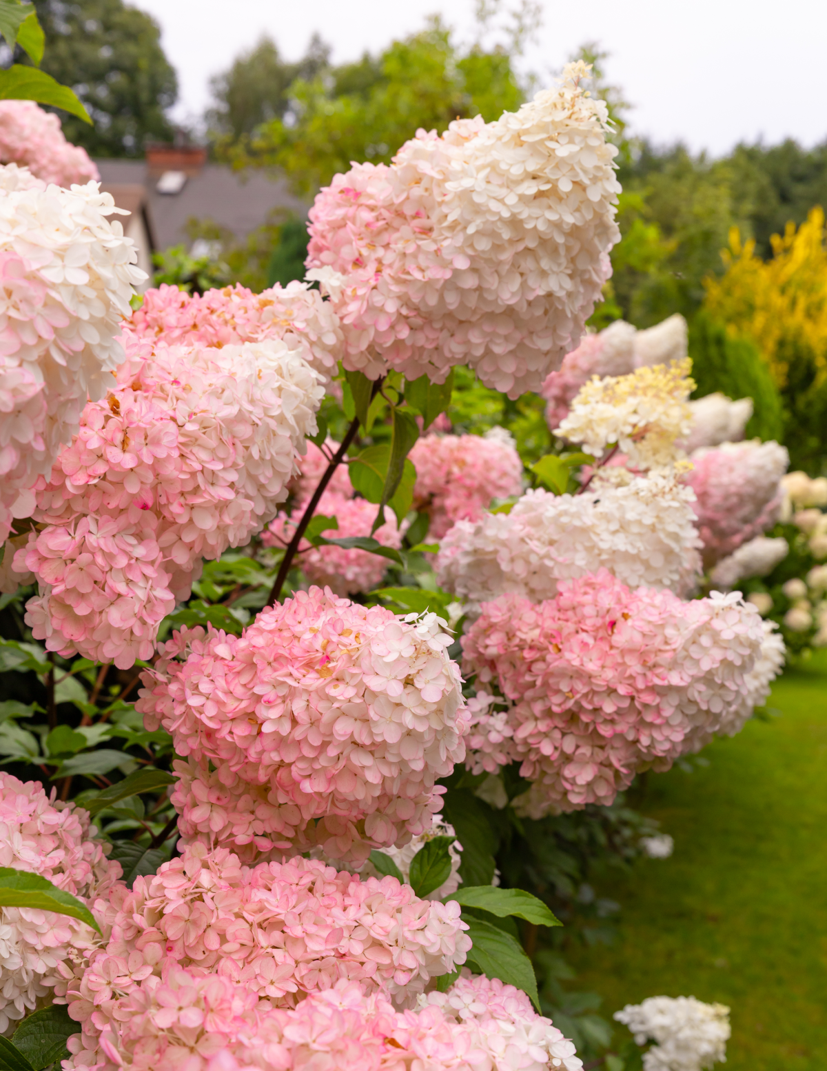 Vanilla Strawberry™ Hydrangea | The Sill