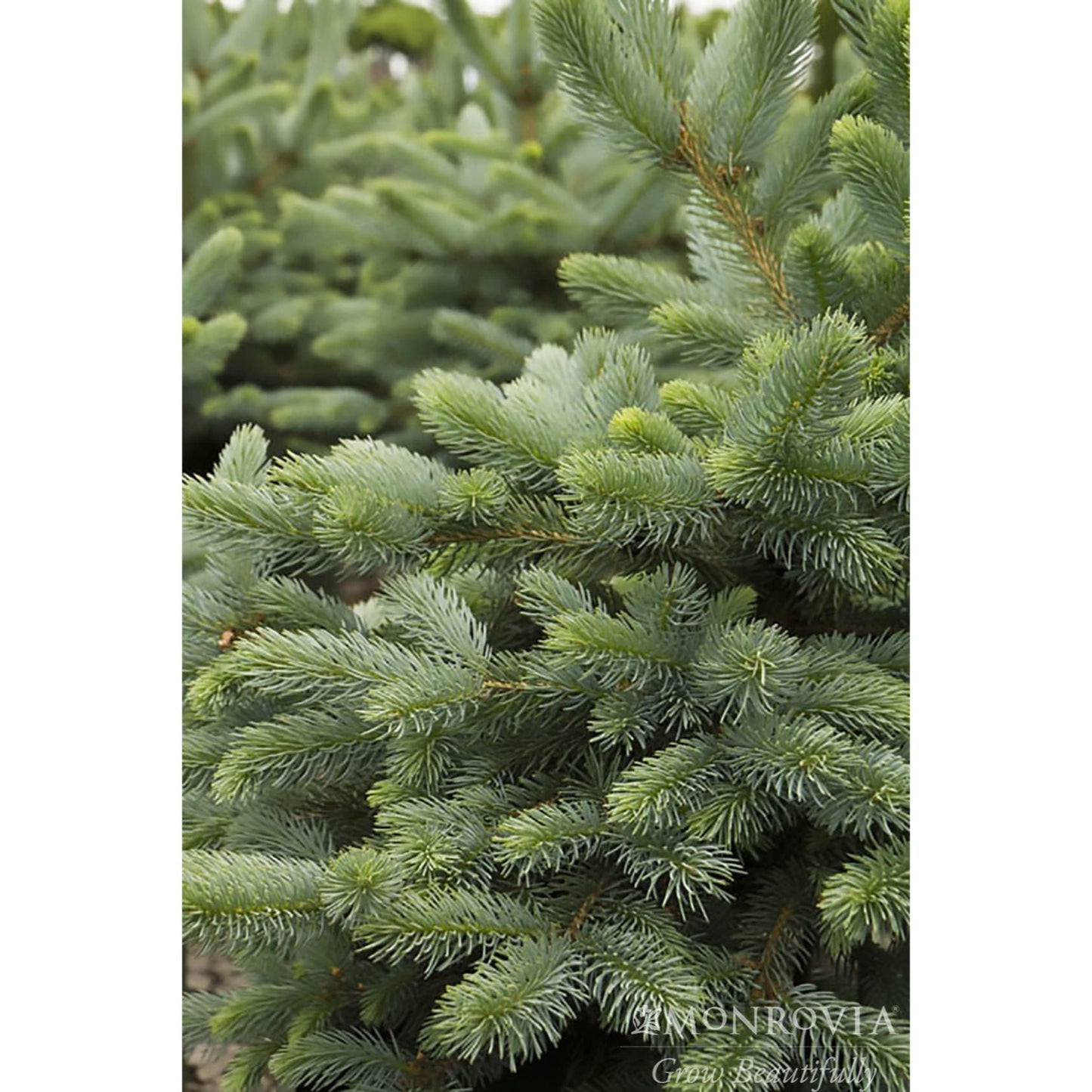 Baby Blue Eyes Spruce