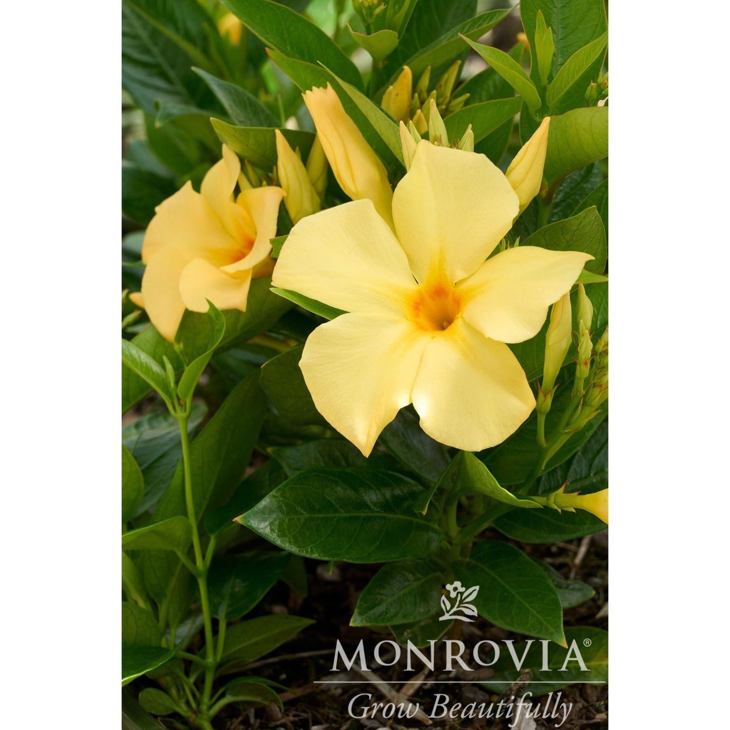 Sun ParasolĀ® Sunbeam Mandevilla
