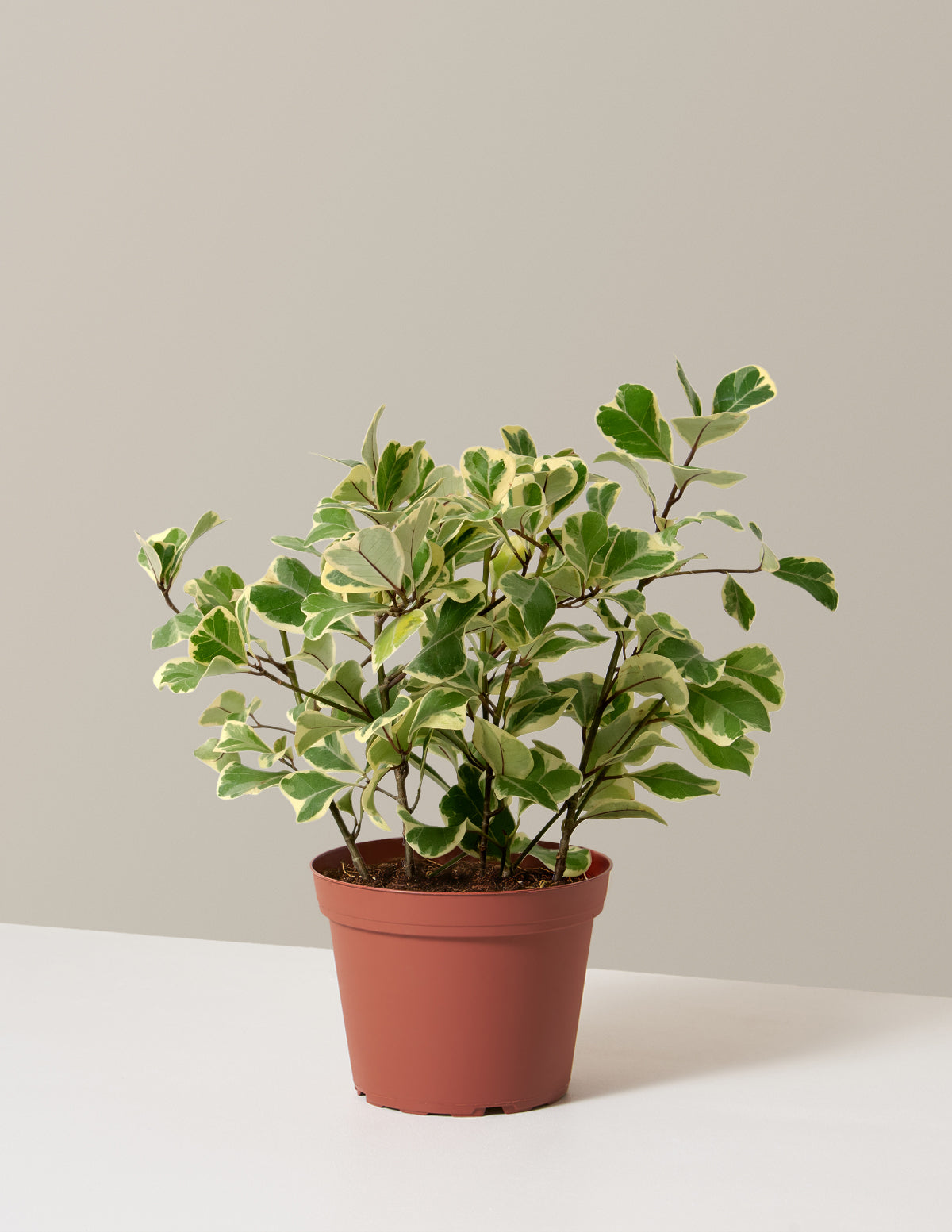 Variegated Ficus Triangularis