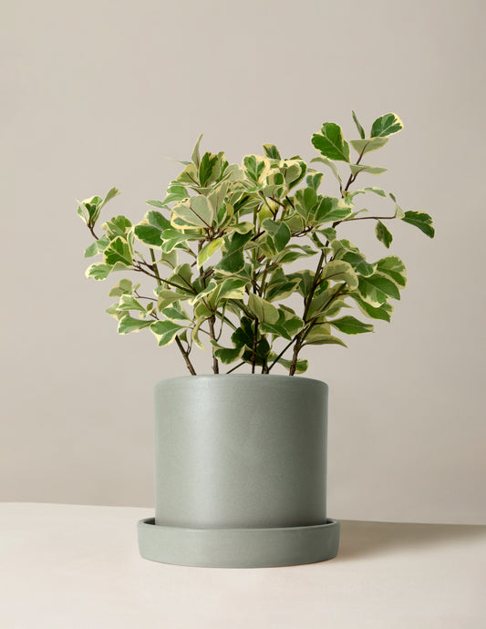 Variegated Ficus Triangularis