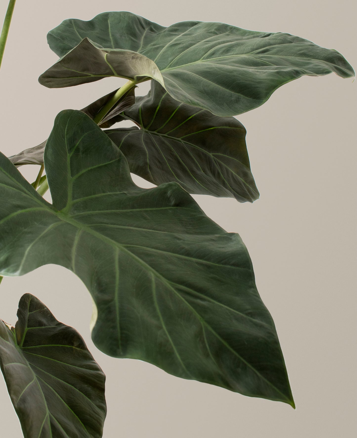 Large Alocasia Regal Shield
