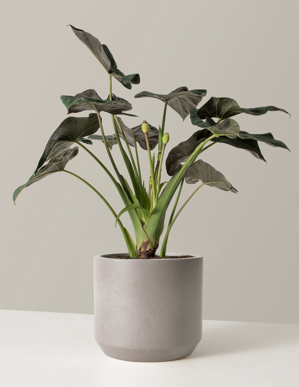 Large Alocasia Regal Shield