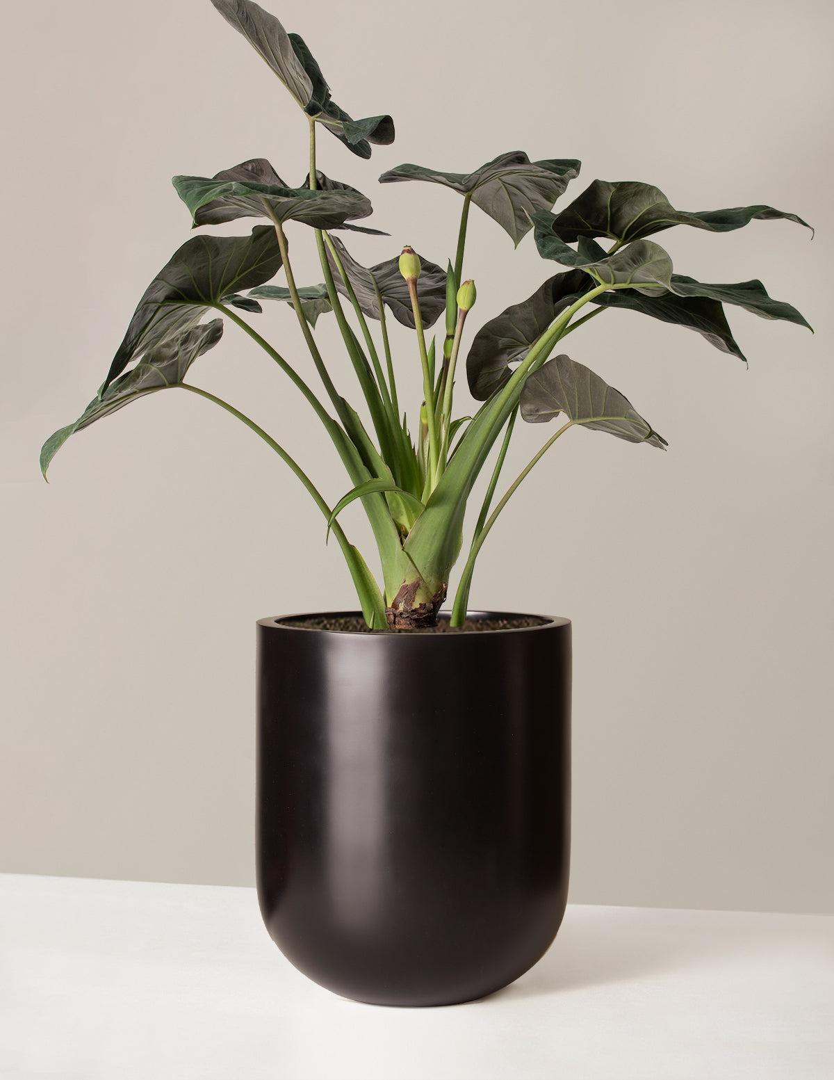Large Alocasia Regal Shield