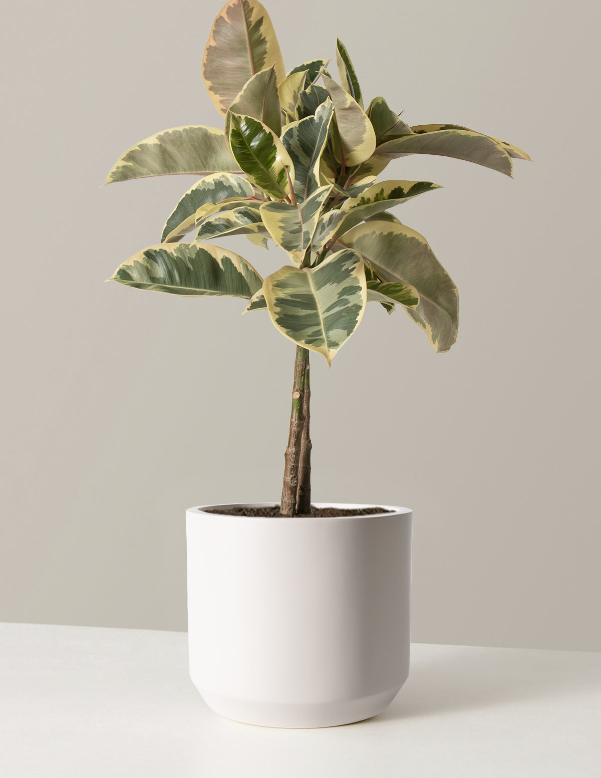 Large Ficus Tineke Tree