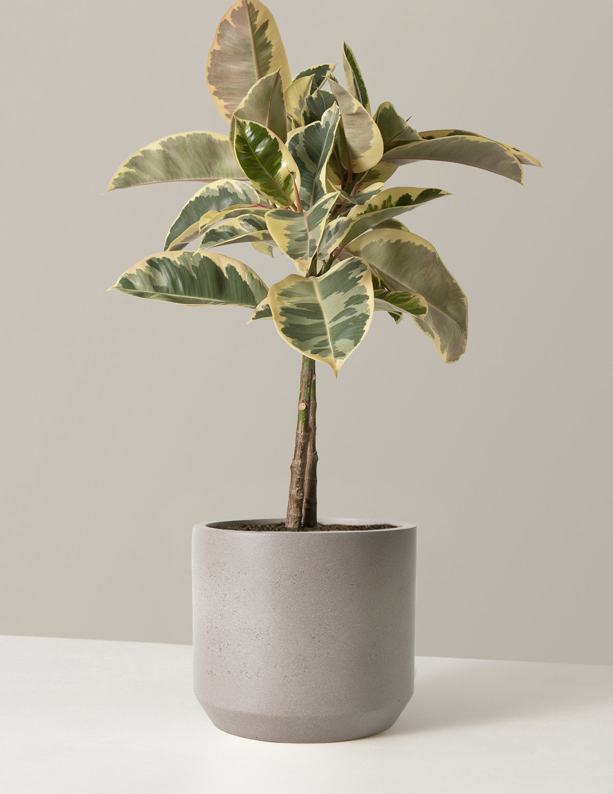 Large Ficus Tineke Tree