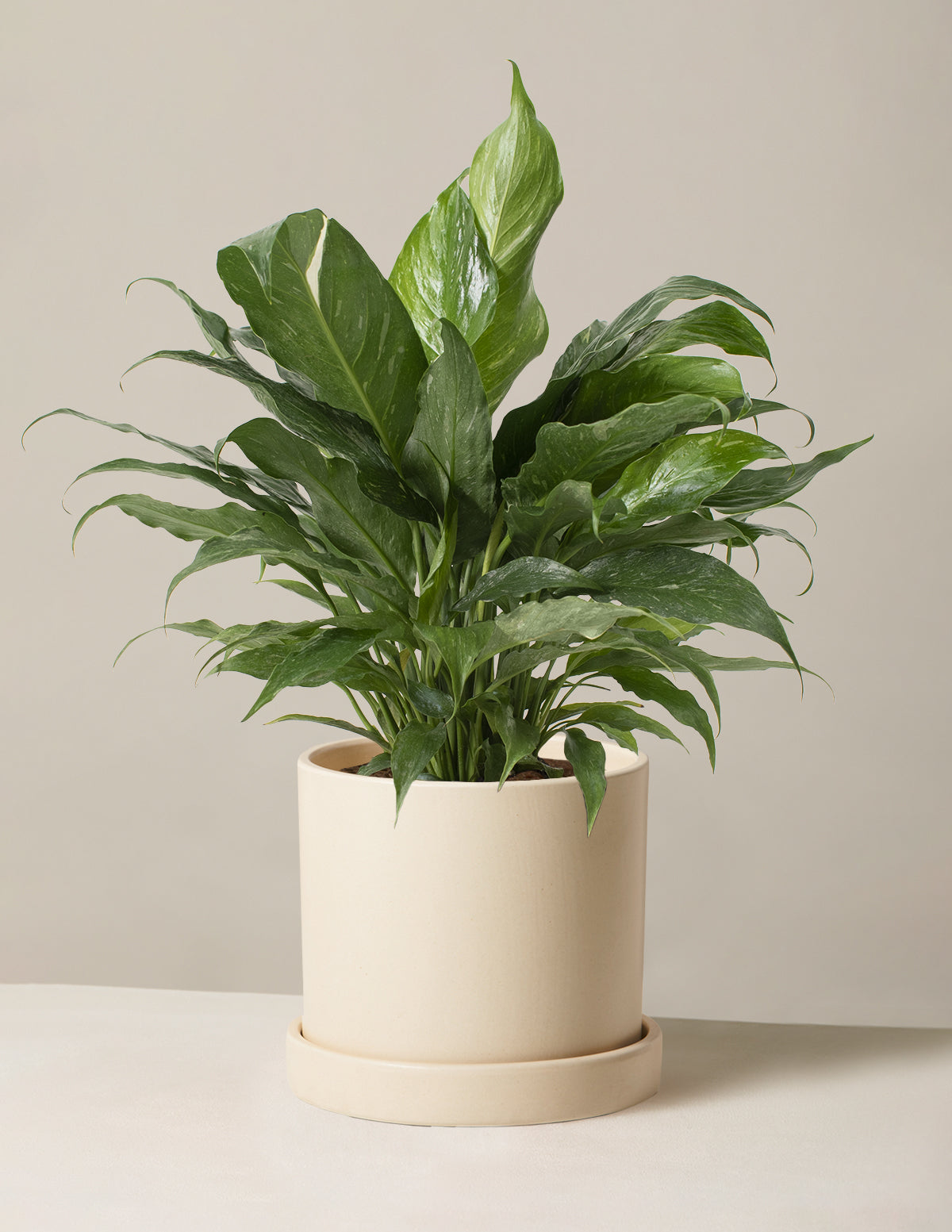 Peace Lily Domino