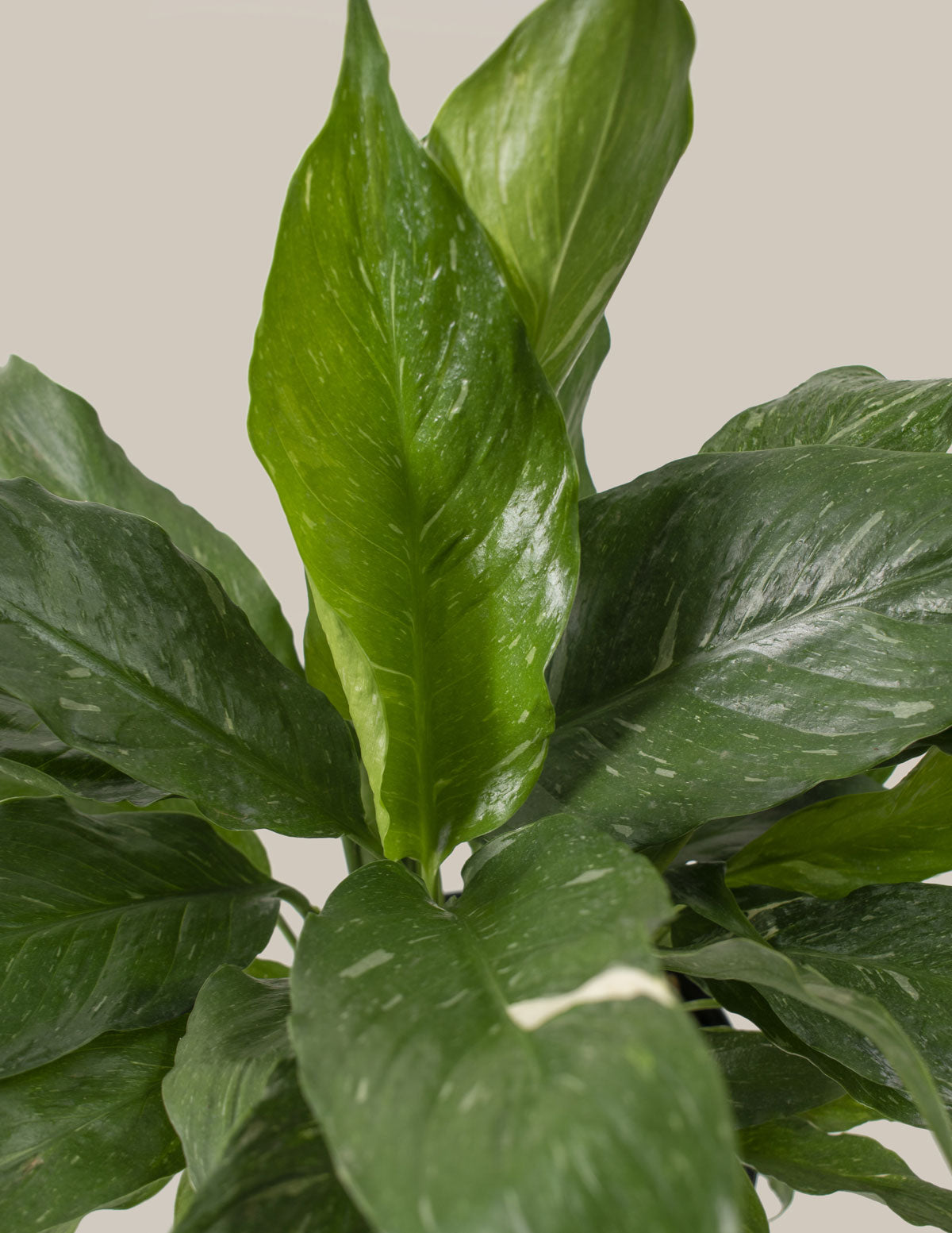 Peace Lily Domino