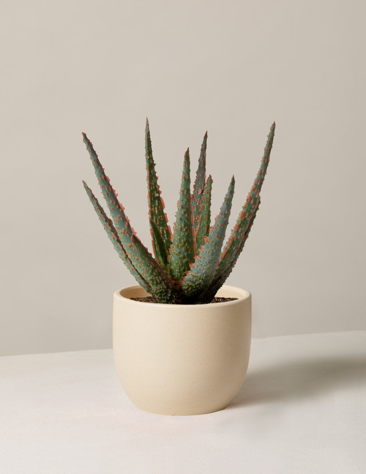 Aloe Christmas Carol