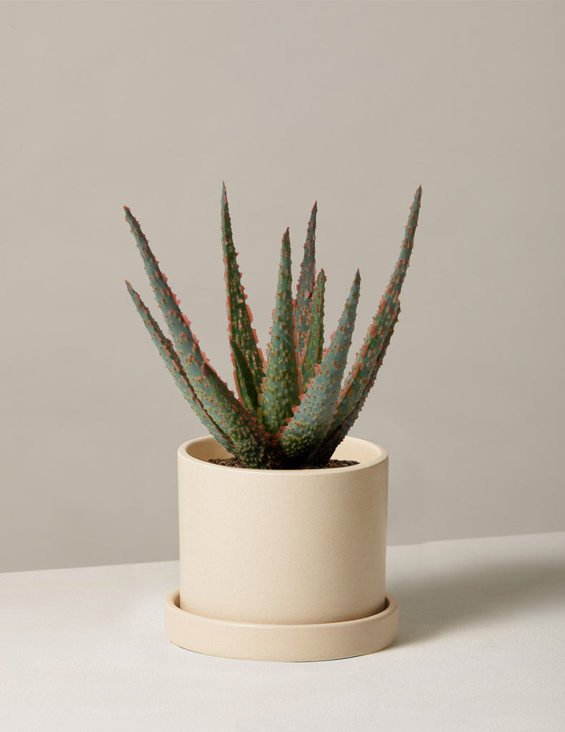 How to care for a Aloe Christmas Carol