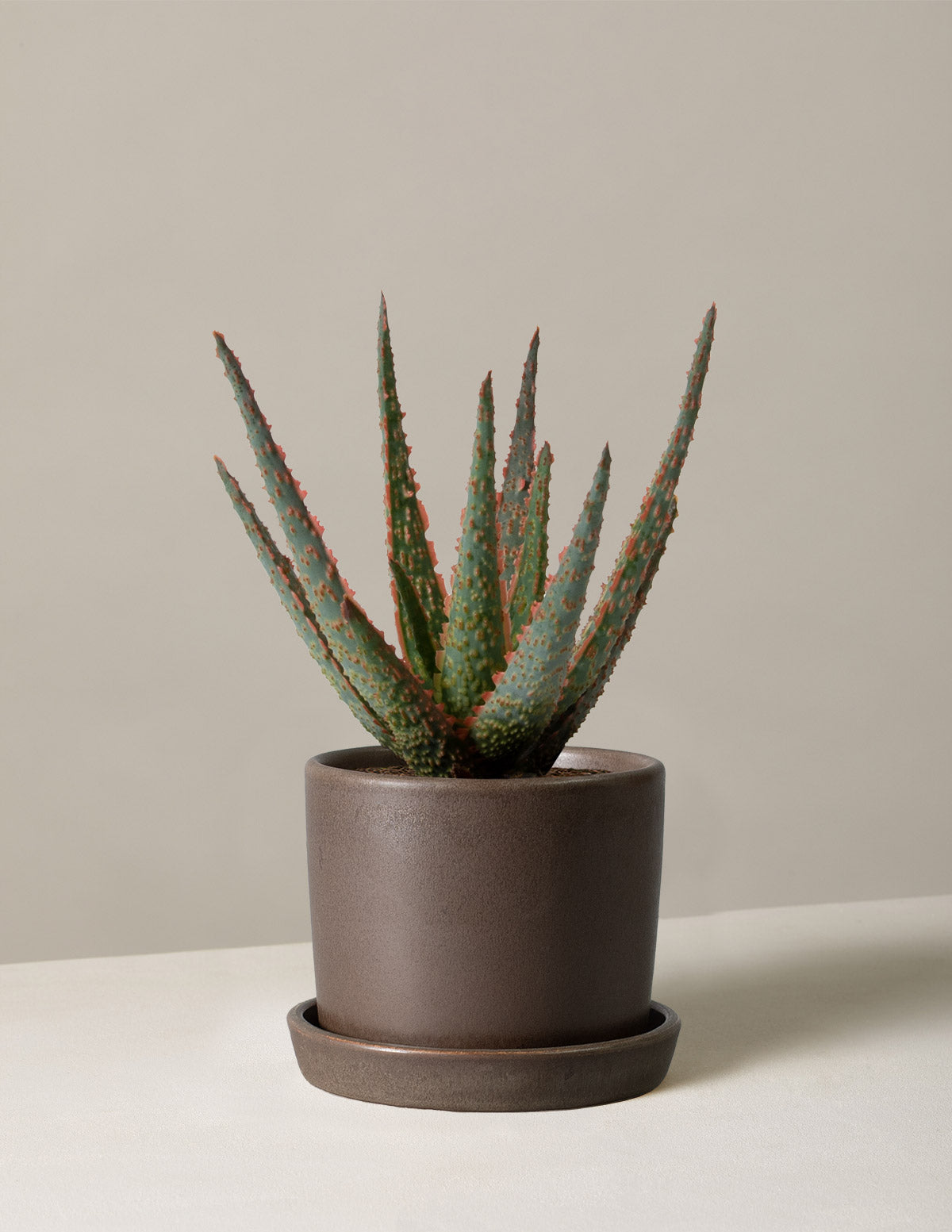 Aloe Christmas Carol