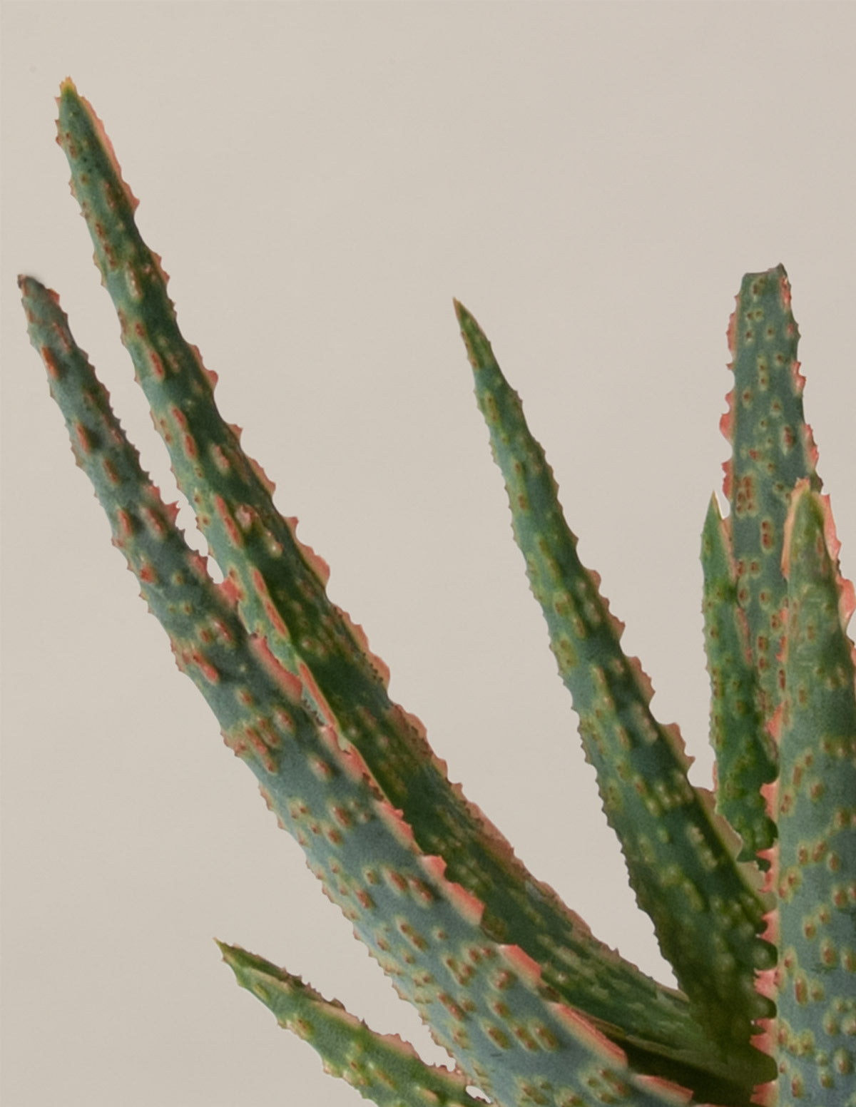 Aloe Christmas Carol