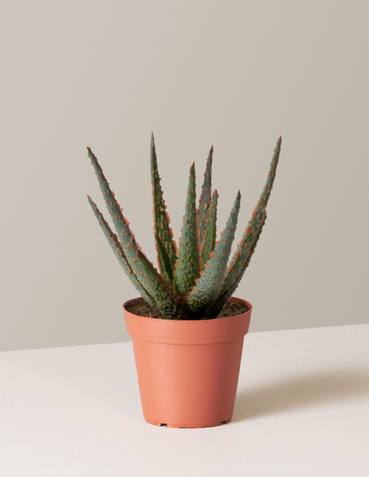 Aloe Christmas Carol