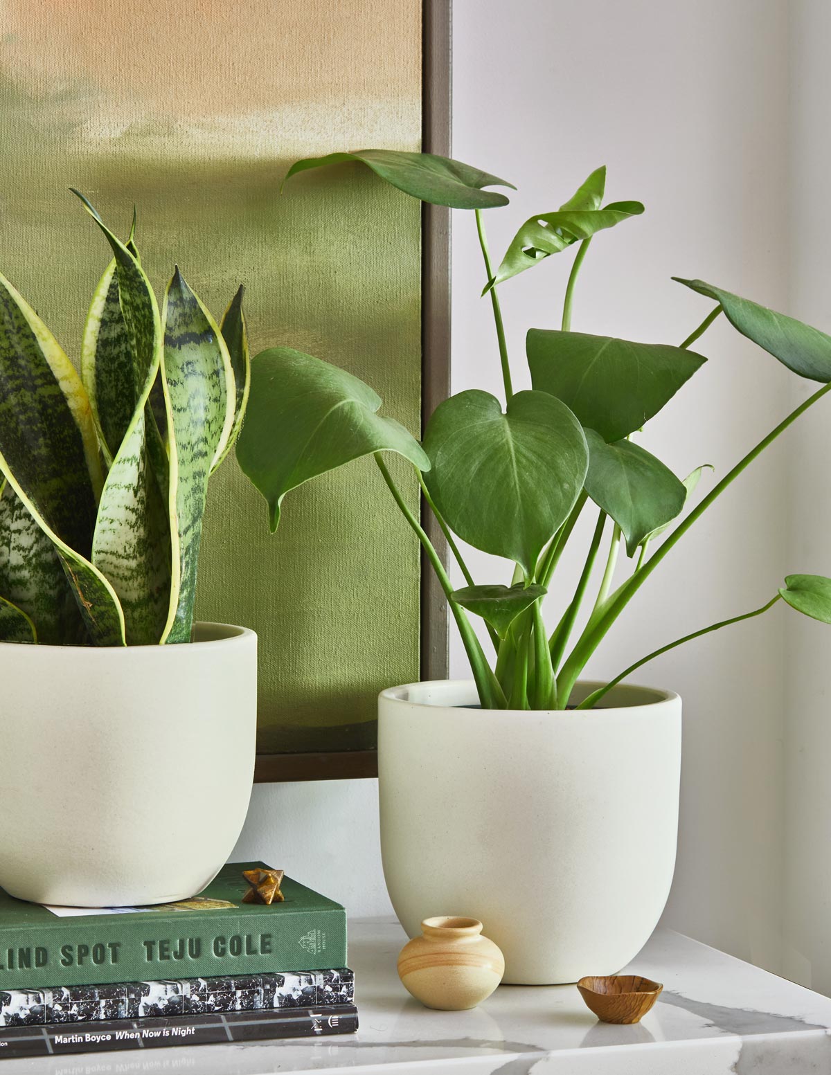 Swiss Cheese Plant & Snake Plant | Best Sellers Duo | The Sill