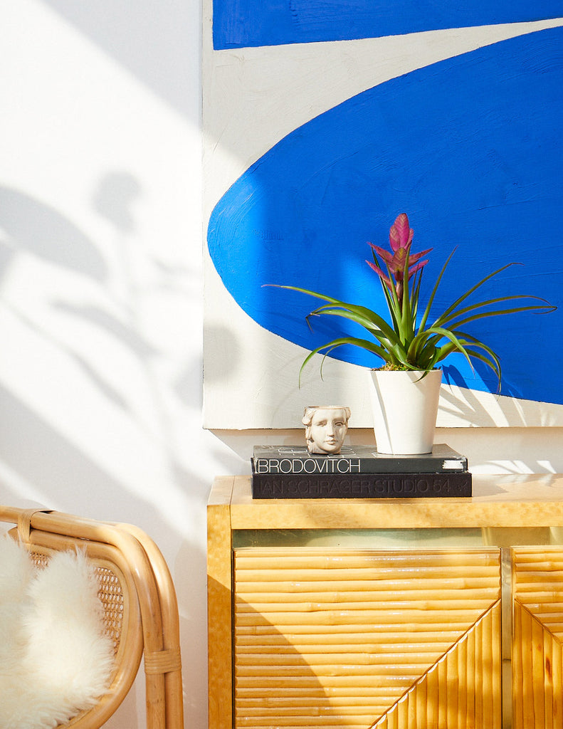 How to care for a Bromeliad Antonio Pink