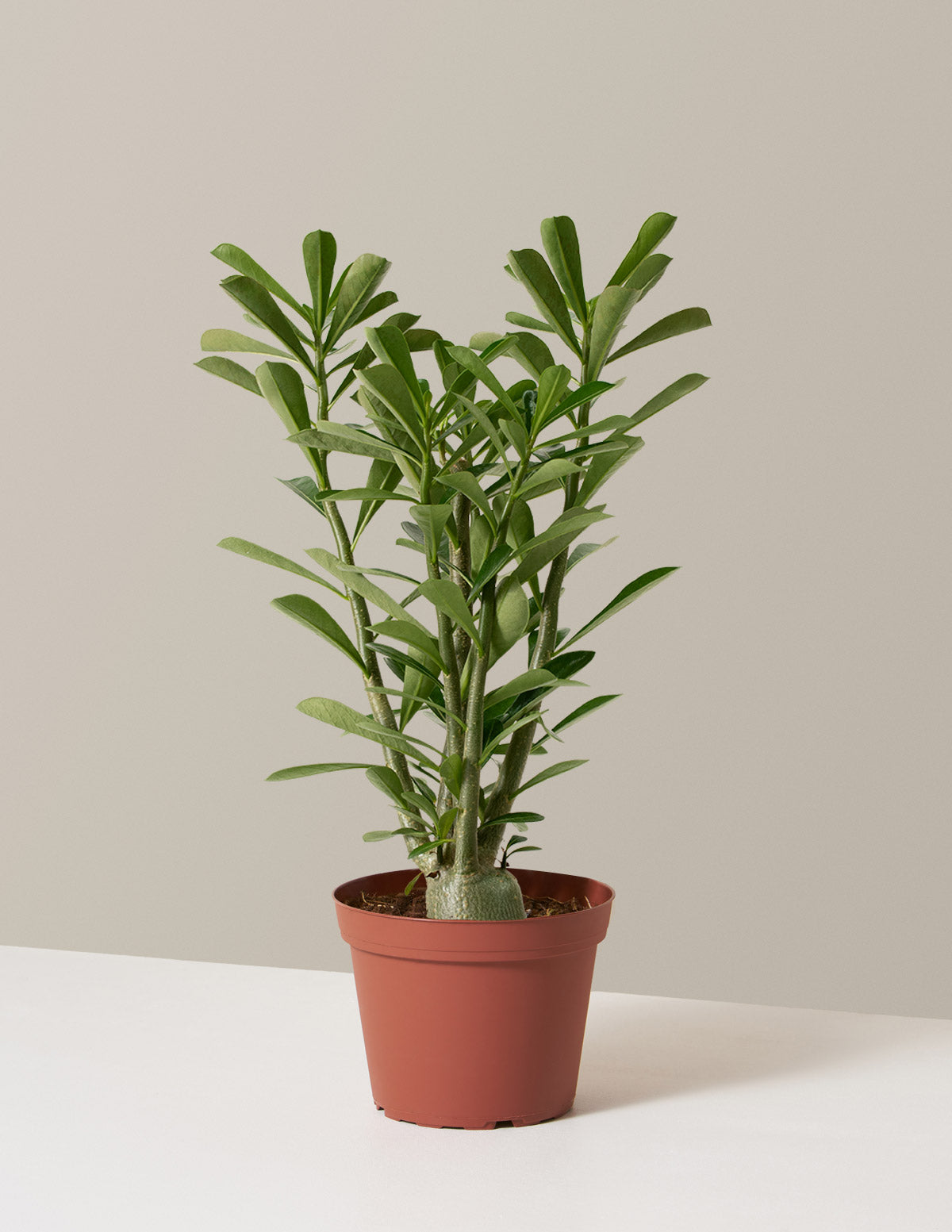 Desert Rose