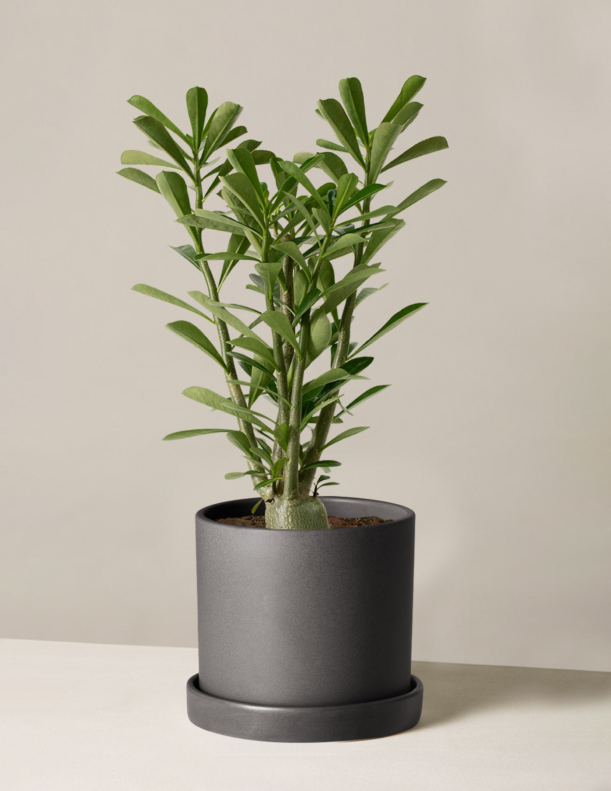 Desert Rose