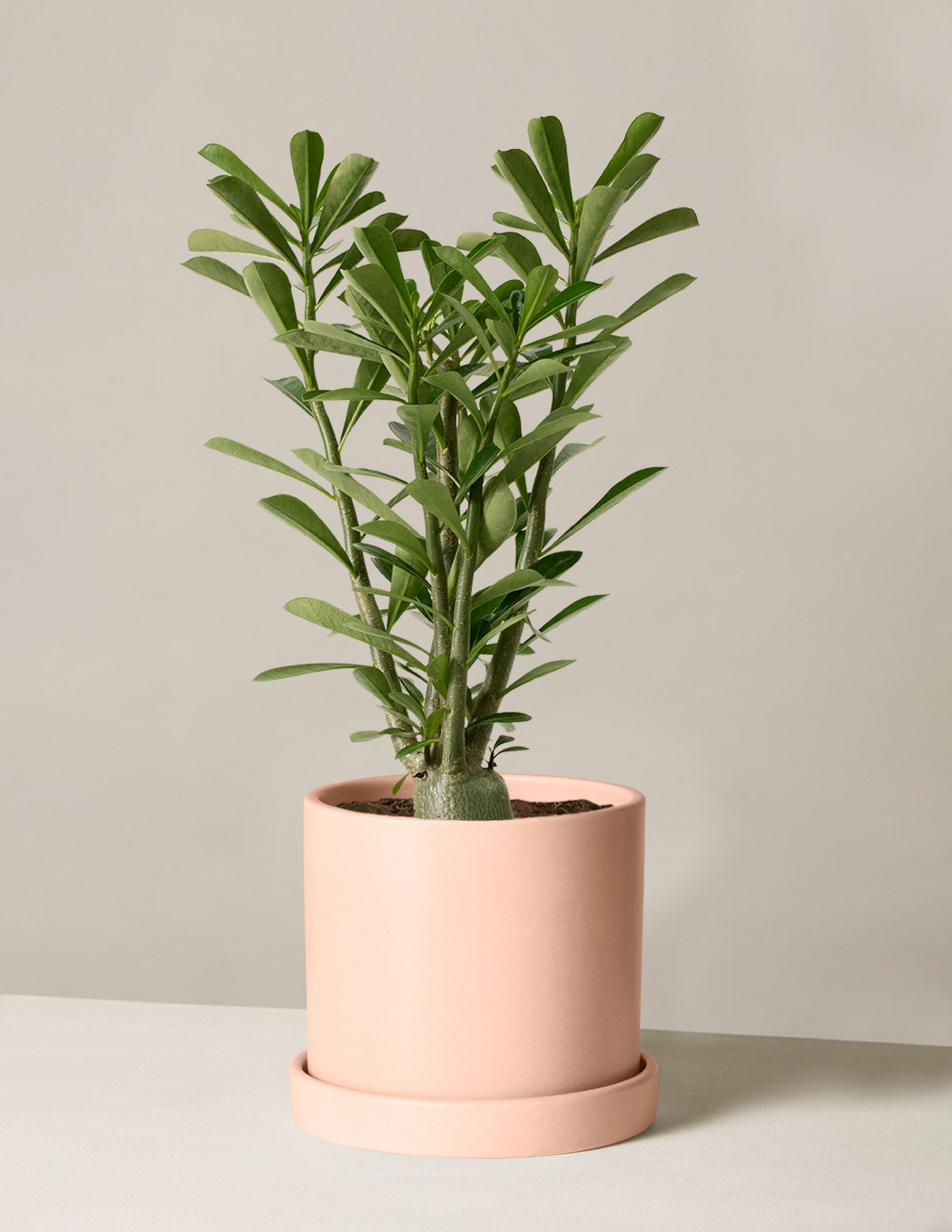 Desert Rose