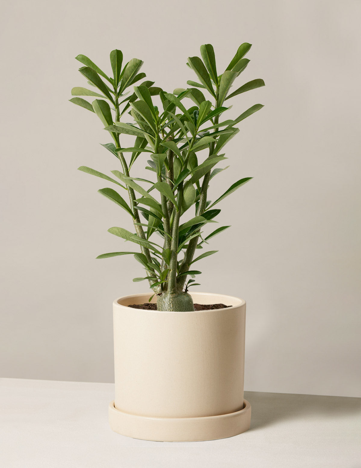 Desert Rose