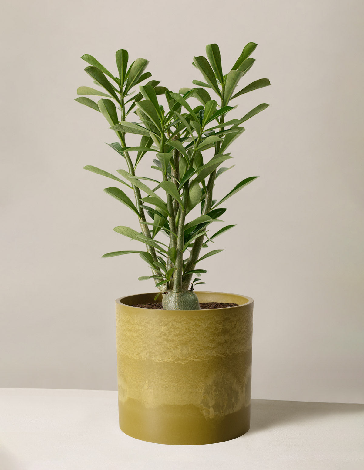 Desert Rose