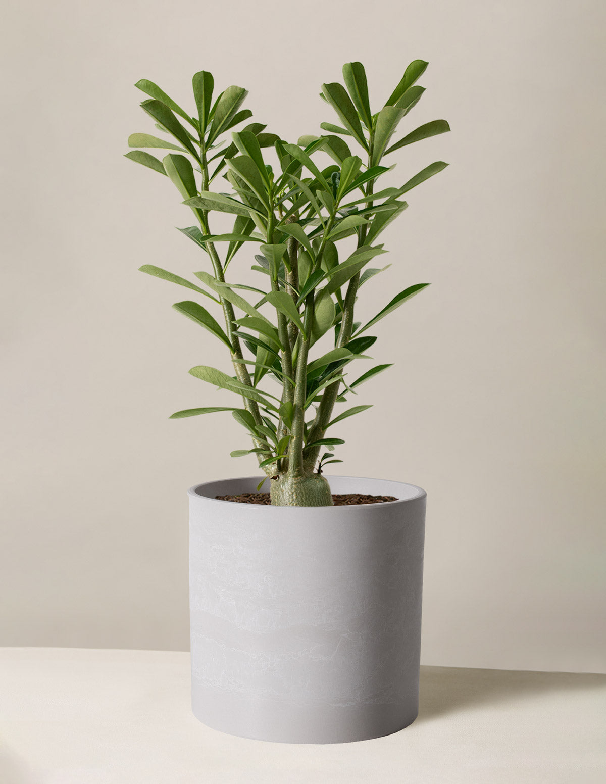 Desert Rose