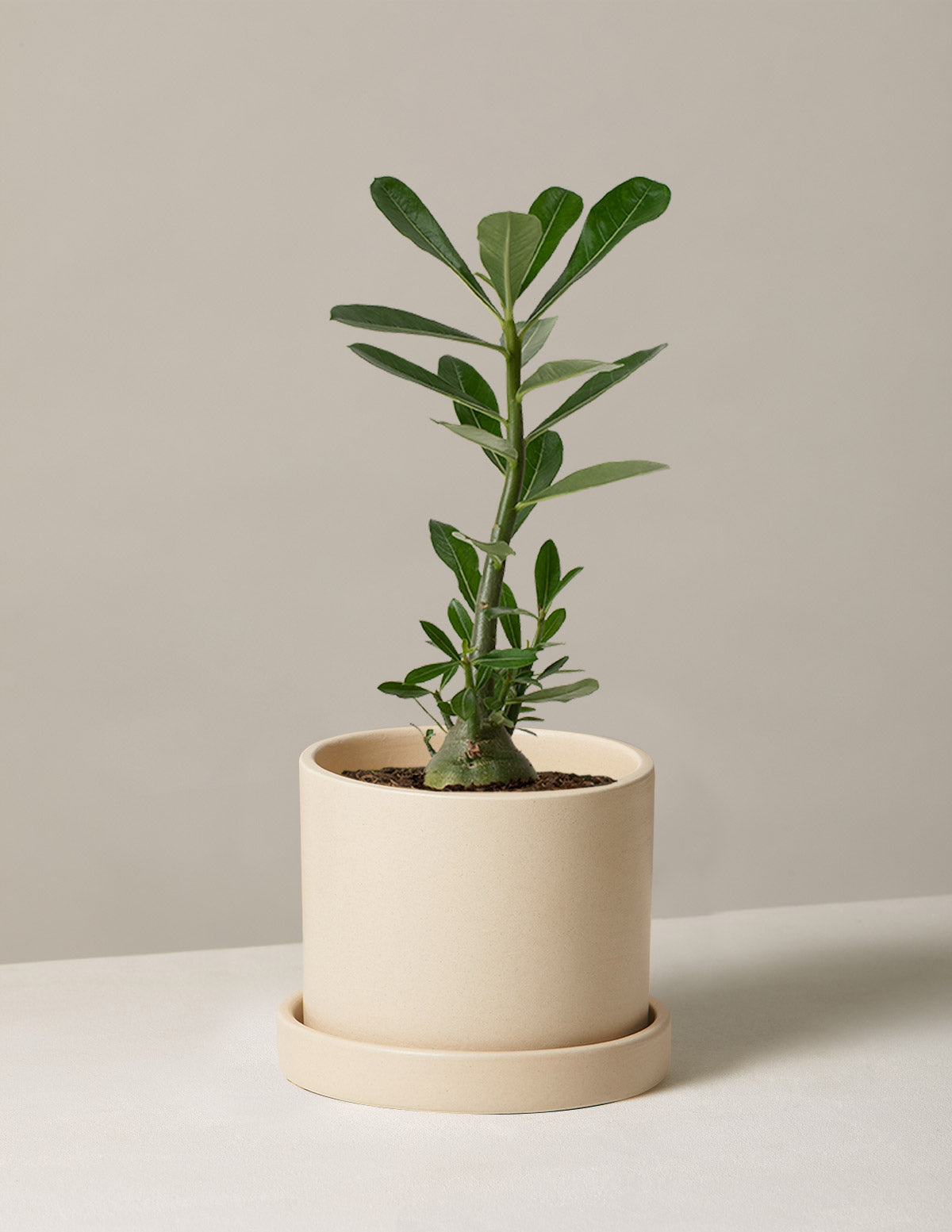 Desert Rose