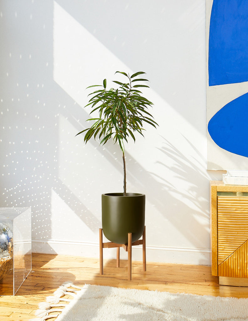 How to care for a Large Ficus Alii