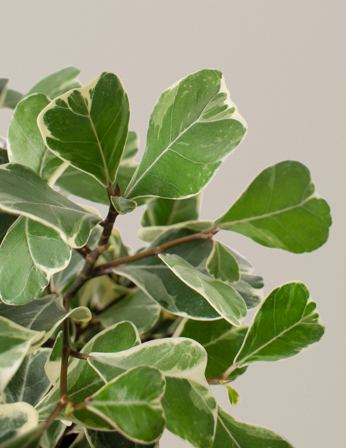 Variegated Ficus Triangularis
