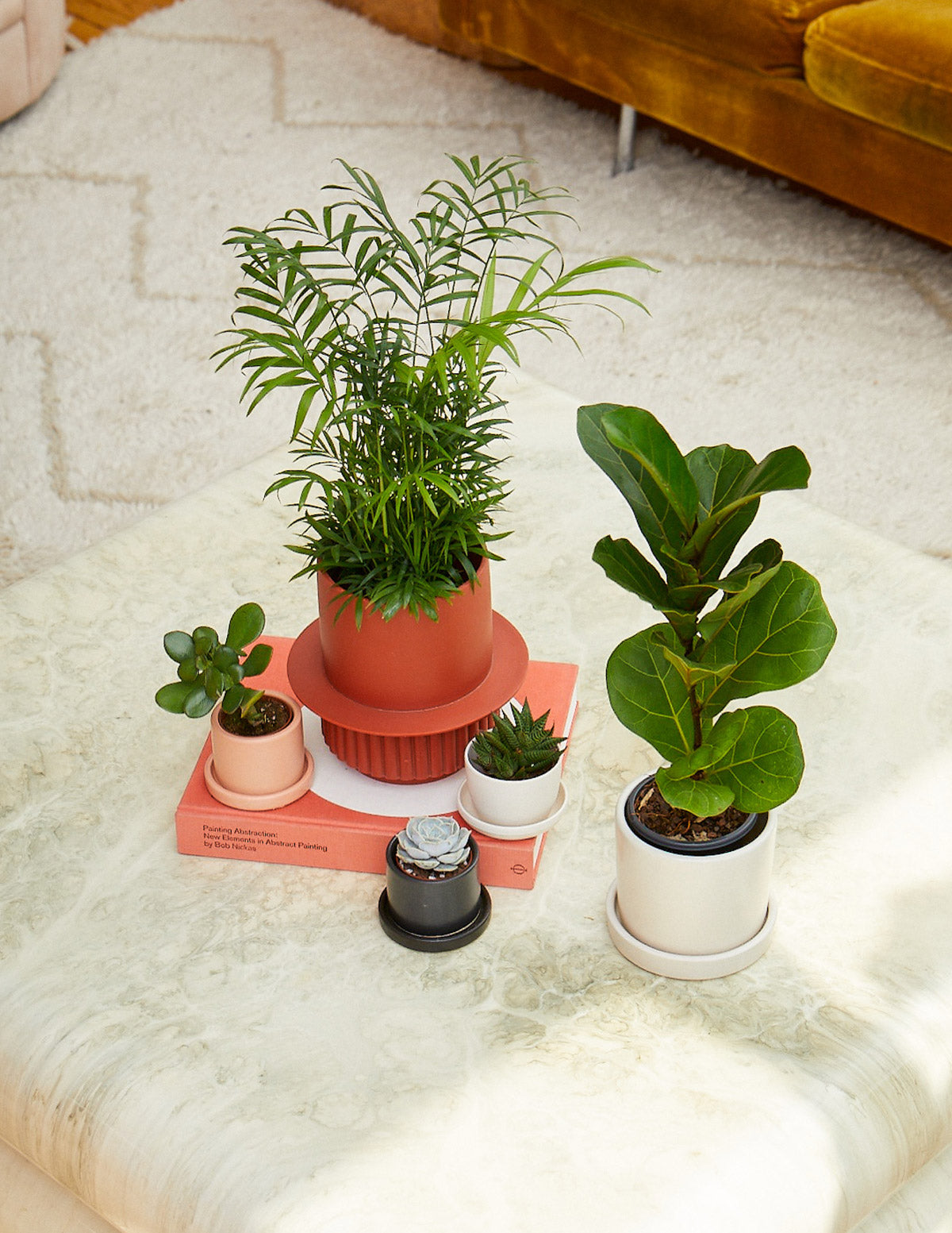 Parlor Palm