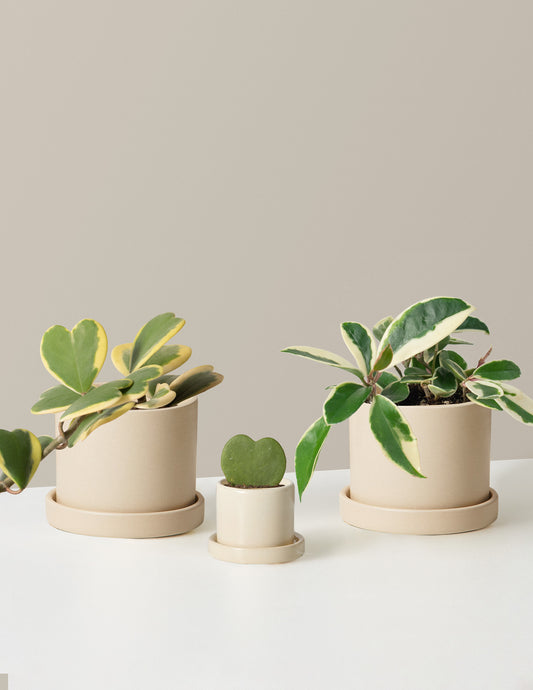 The Hoya Bundle