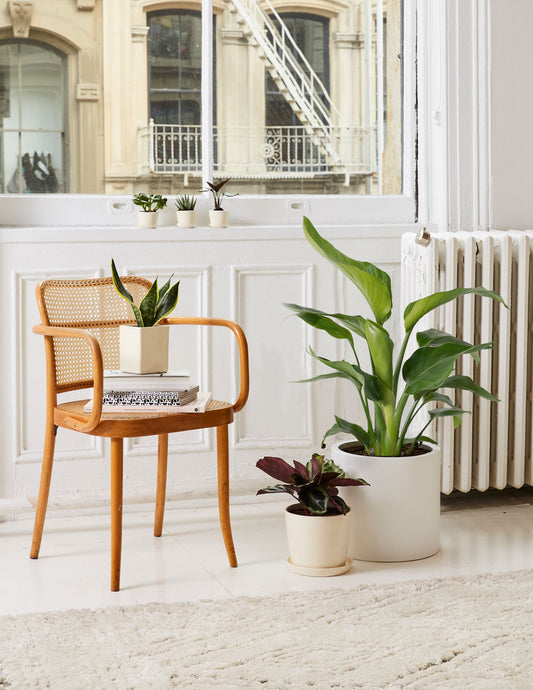 Bird of Paradise